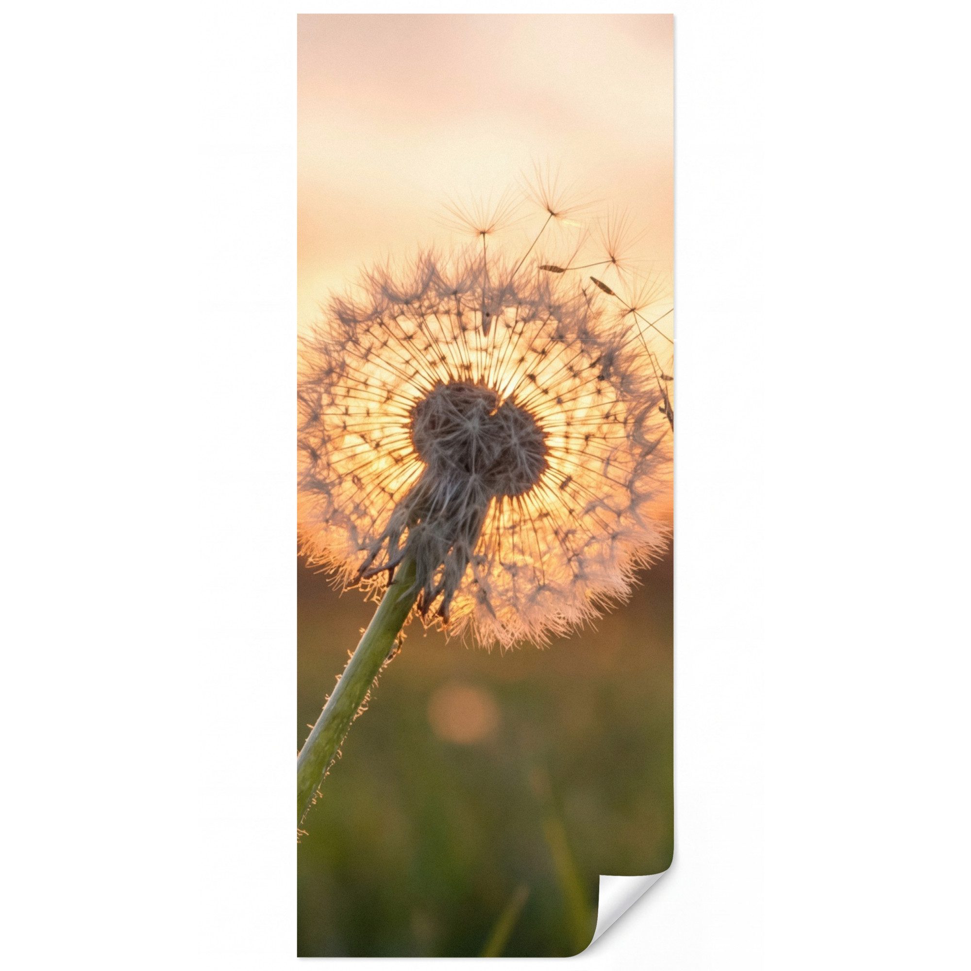 OnlyWow Fototapete Löwenzahn - Sonnenuntergang - Feld, Matt, bedruckt, Schlafzimmer, Küche, Vliestapete, Modern 100x240cm