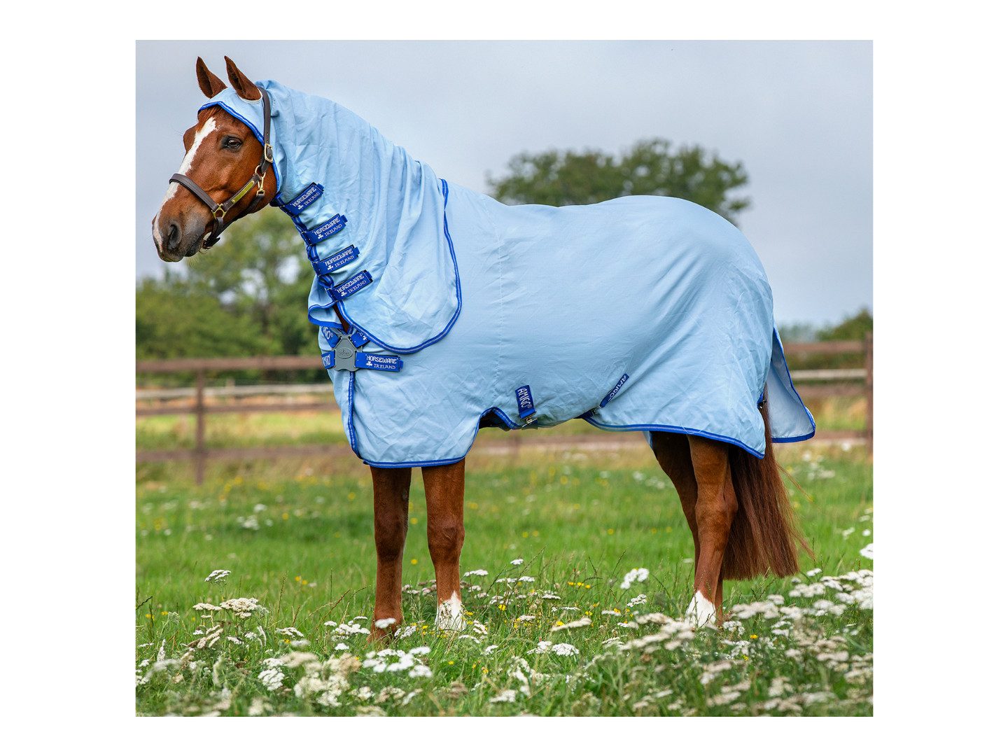 Horseware Pferde-Fliegendecke Fliegendecke Amigo Ripstop Hoody in Azure Blue/Strong Blue & Silve