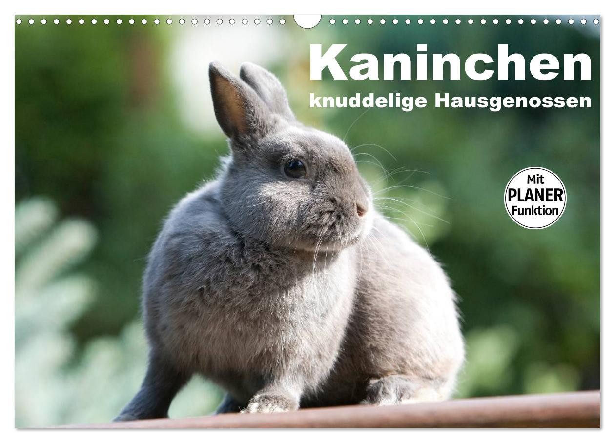 CALVENDO Wandkalender Kaninchen - knuddelige Hausgenossen (Wandkalender 2027 DIN A3 quer), C
