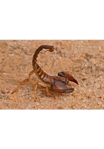Papermoon Fototapetas Aggressiver Skorpion