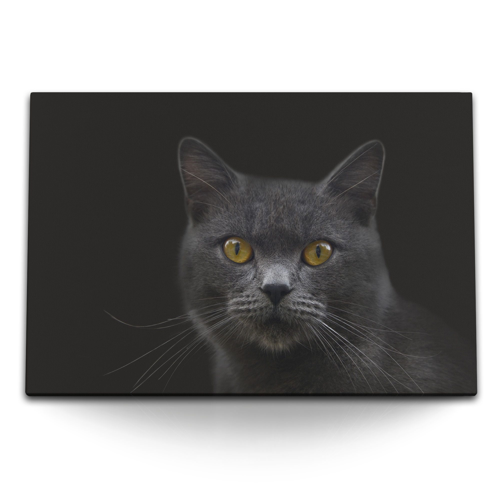 Leinwandbild 120x80cm Wandbild auf Leinwand Grauer Kater Katze schwarzer Hintergrun