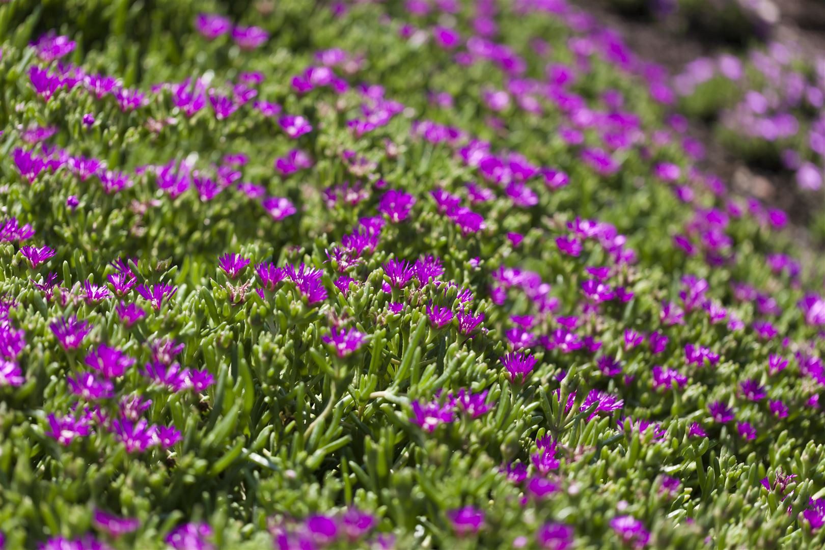 Pflanzen für Dich Staude Delosperma sutherlandii, 1 St., Mittagsblume, Sutherland-Mittagsblume