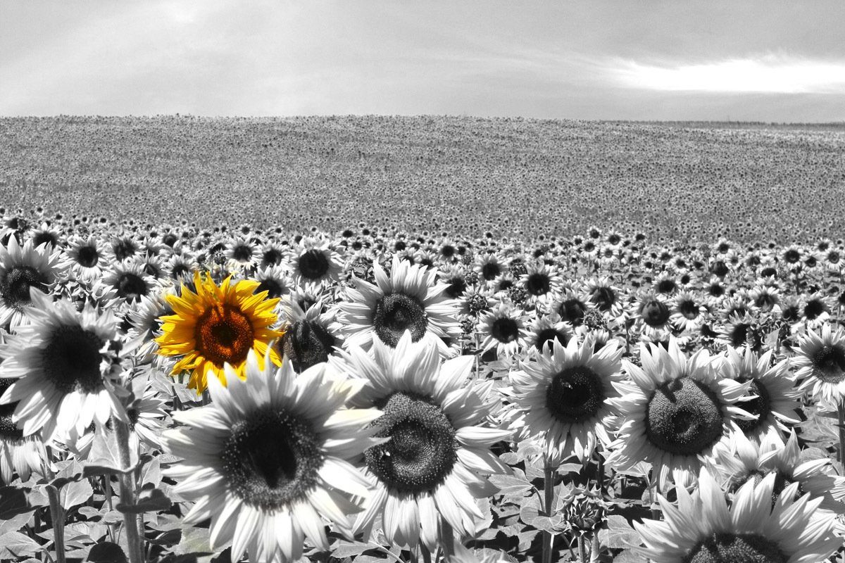 Fototapete Sonnenblumenfeld
