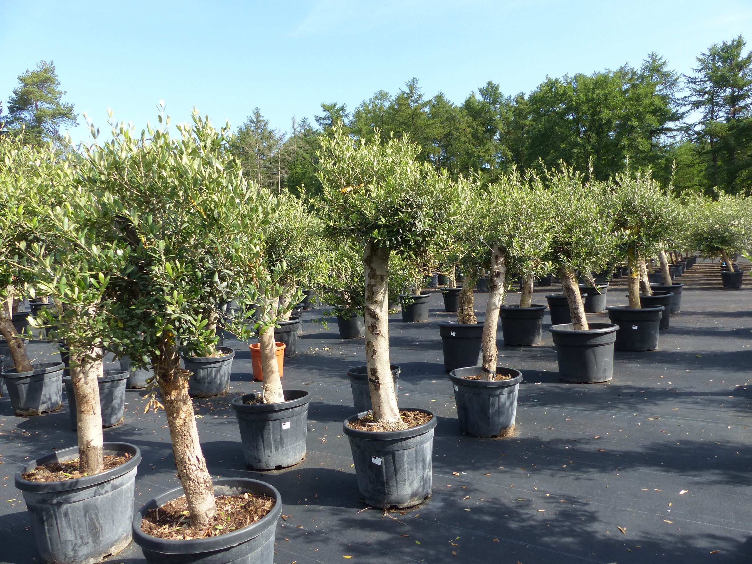 gruenwaren jakubik Olivenbaum Olivenbaum Olive "Angebot" 150 - 180 cm, winterhart, Olea Europaea – Bild 5 von 5