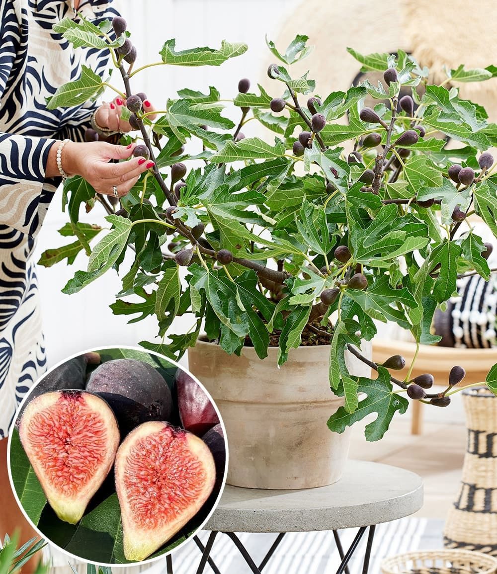 BALDUR Garten Feigenbaum Mini Feigenbaum 'Little Miss Figgy®', 1 St., Selbstbefruchtend,winterhart, mehrjährig, pflegeleicht