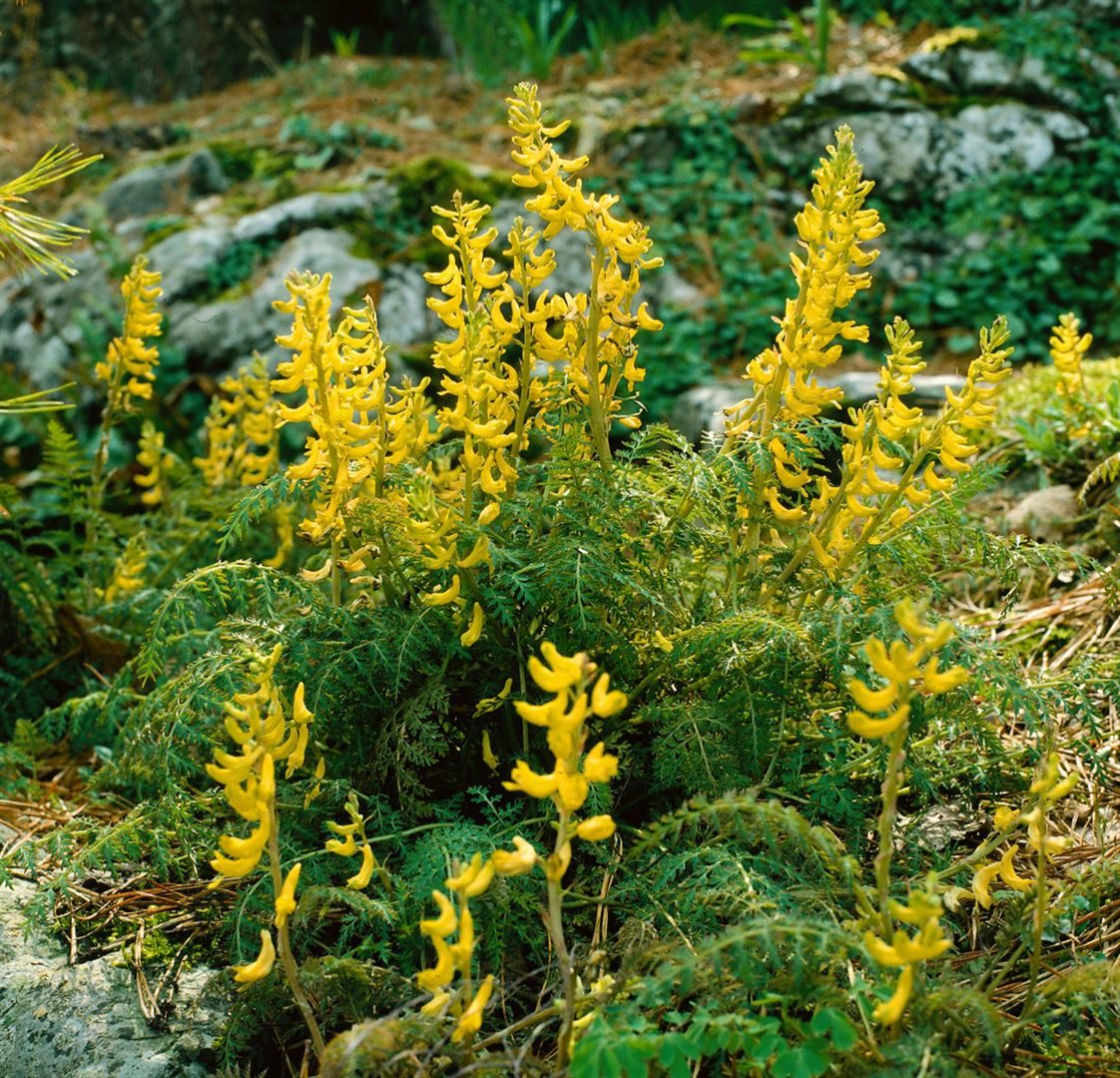 Pflanzen für Dich Staude Corydalis cheil., 1 St., Sprossender Lerchensporn, Farn-Lerchensporn