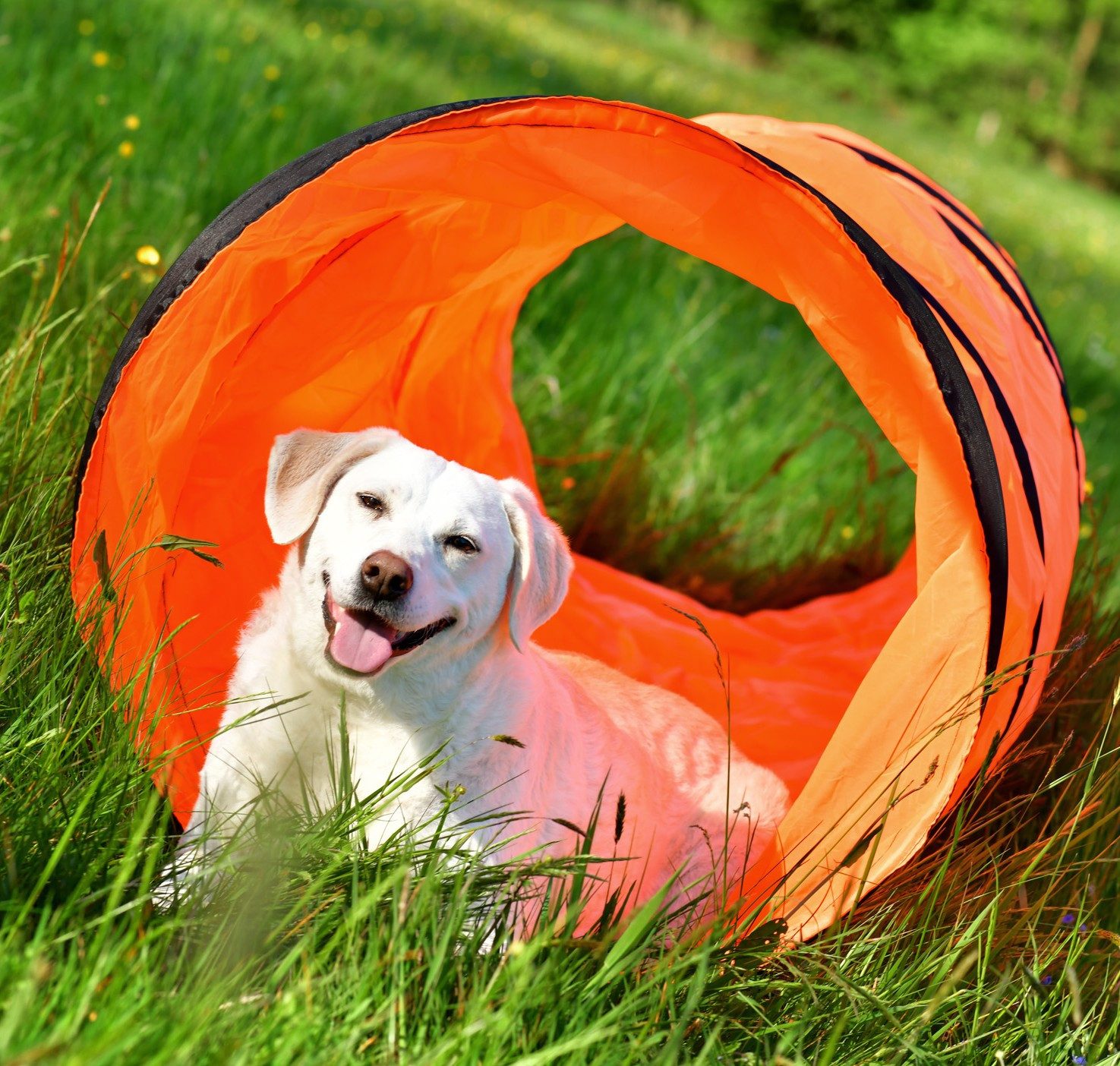 PfotenWunder Agility-Tunnel 3,00-m XXL-Agility Tunnel, Agility Profi-Set Hunde Groß