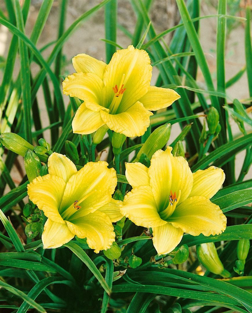 Pflanzen für Dich Staude Hemerocallis cult. Green Flutter, 1 St., Taglilie