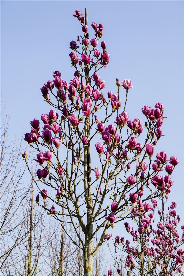 Pflanzen für Dich Gehölze Magnolia Black Tulip, 1 St., Magnolie