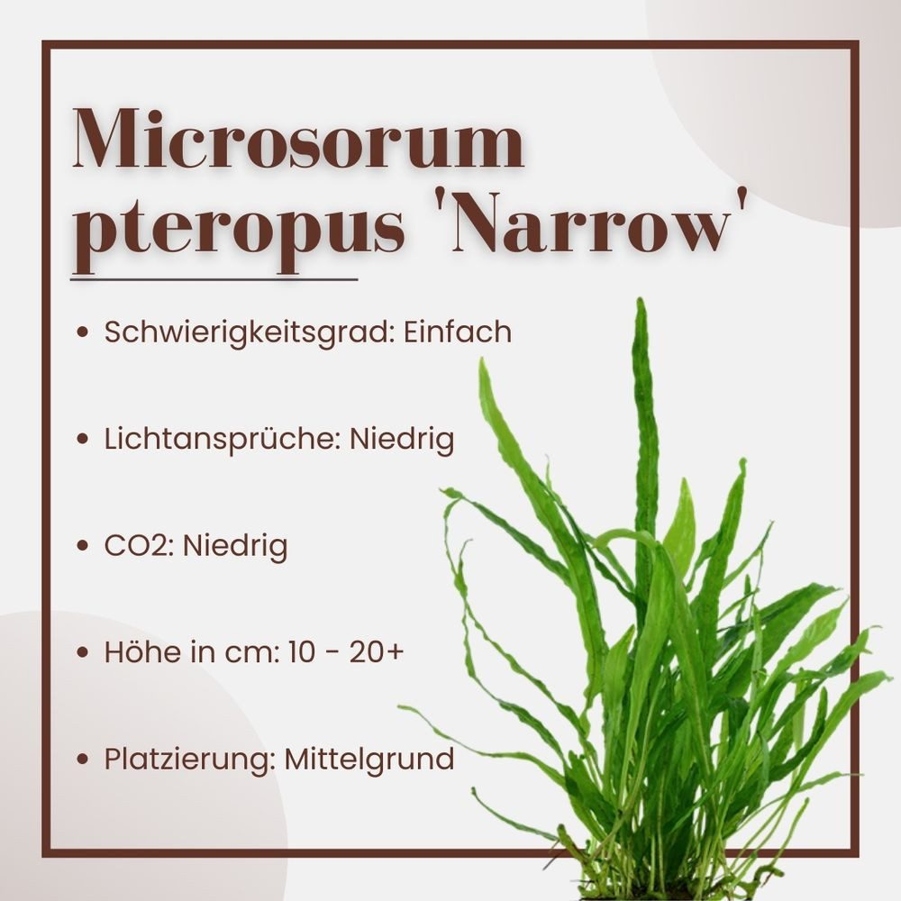 Aquaone Wasserpflanze Aquarium Pflanze Microsorum pteropus 'Narrow' Tropica günstig online kaufen