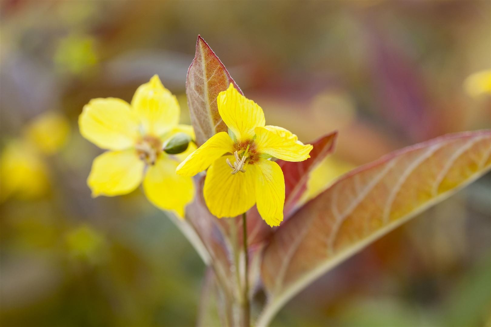 Pflanzen für Dich Staude Lysimachia ciliata Firecracker, 1 St., Purpur-Felberich, Zottiger Felberich