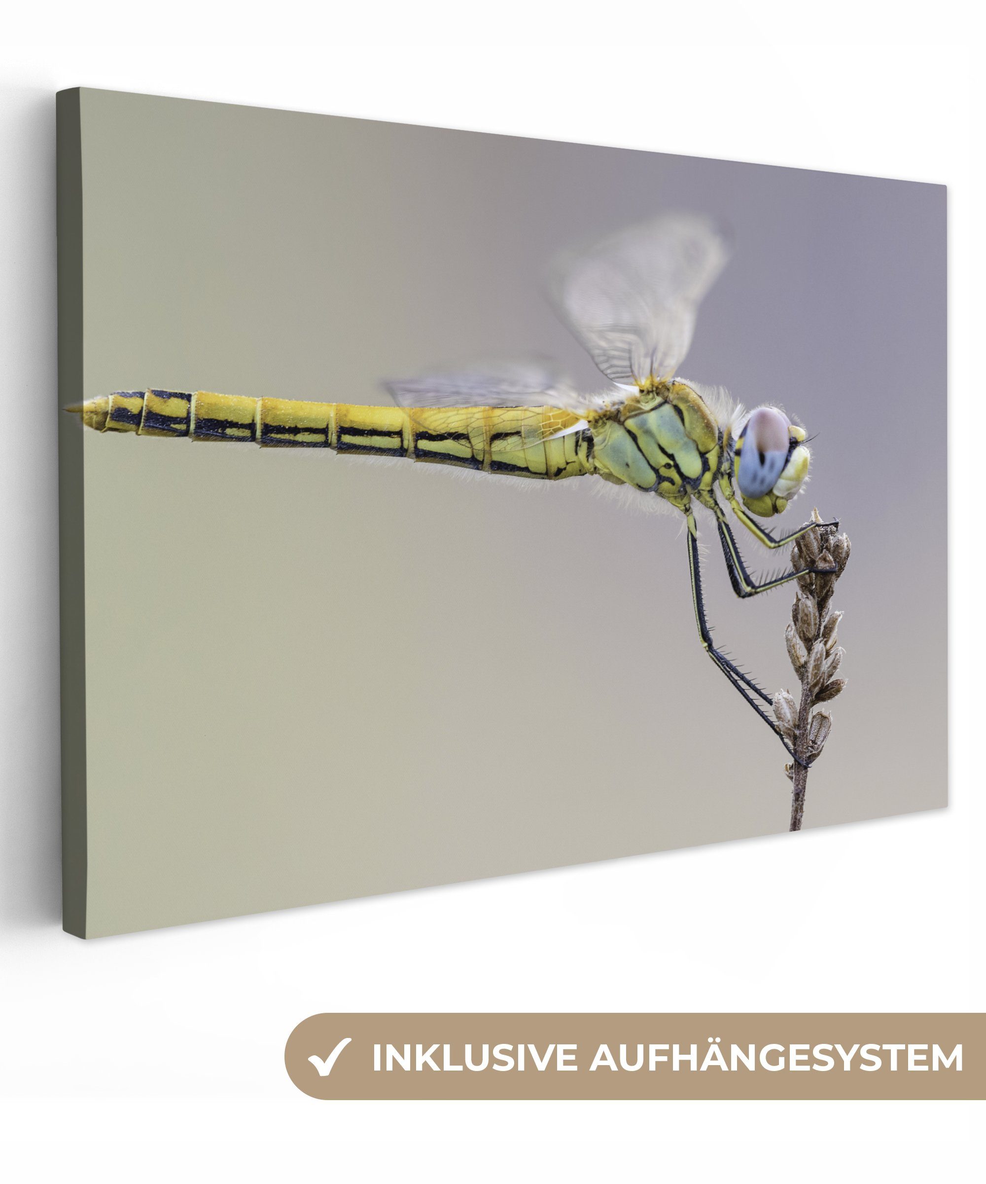 OneMillionCanvasses® Nahaufnahme Leinwandbilder, Wandbild Libelle, cm 30x20 (1 Leinwandbild Aufhängefertig, St), Wanddeko, einer
