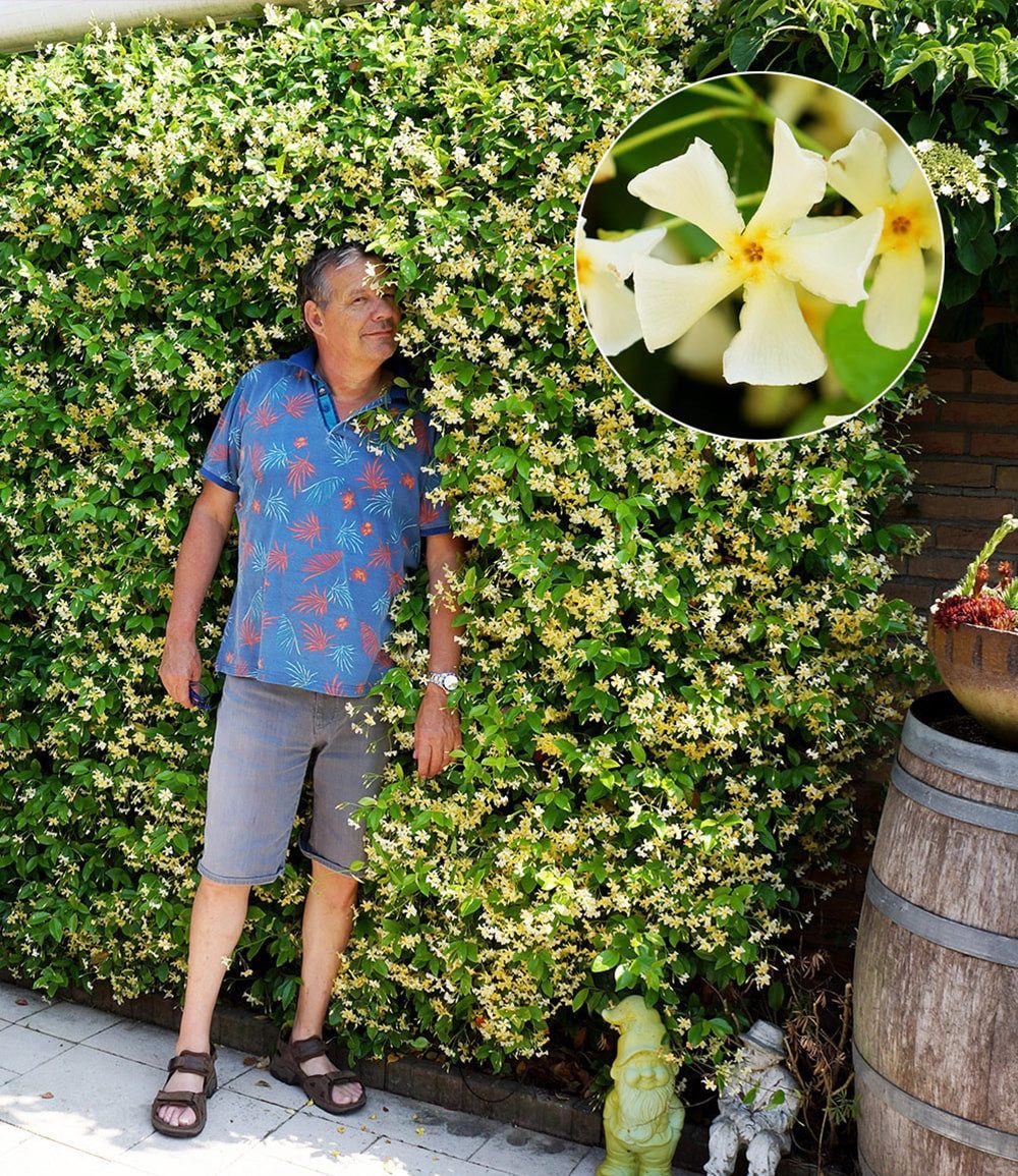 BALDUR Garten Zierstrauch Winterharter Jasmin 'Star of Toscane®', 1 St., Bienenfreundlich, immergrün, winterhart, duftend