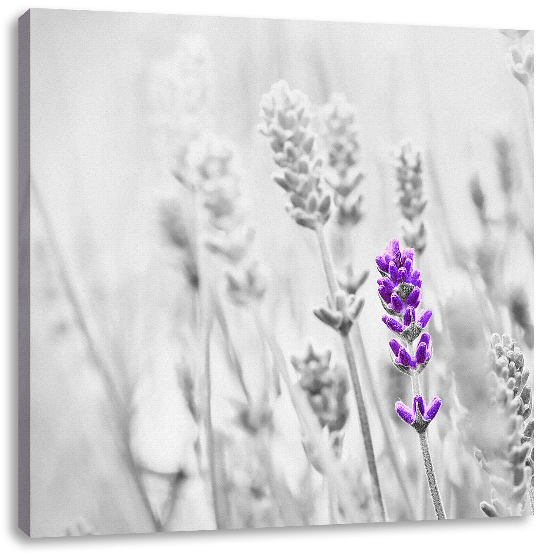 Pixxprint Leinwandbild Leinwandbild fertig wundervoller wundervoller inkl. (1 Zackenaufhänger bespannt, Lavendel, St), Lavendel