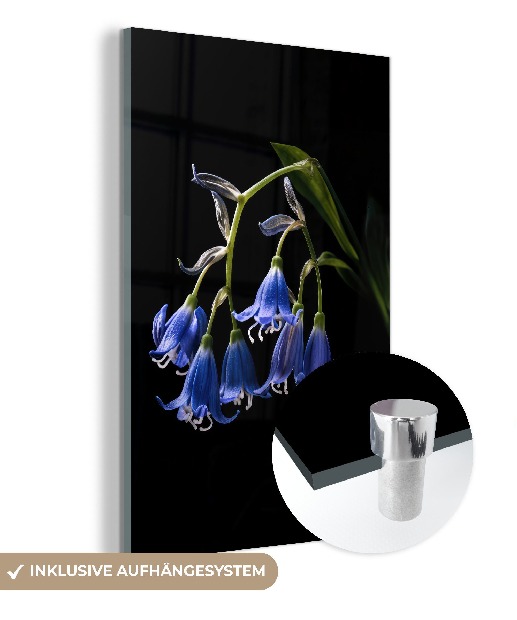 MuchoWow Acrylglasbild Hyazinthe - Blumen - Blau - Natur - Schwarz, (1 St), Glasbilder - Bilder auf Glas Wandbild - Foto auf Glas - Wanddekoration
