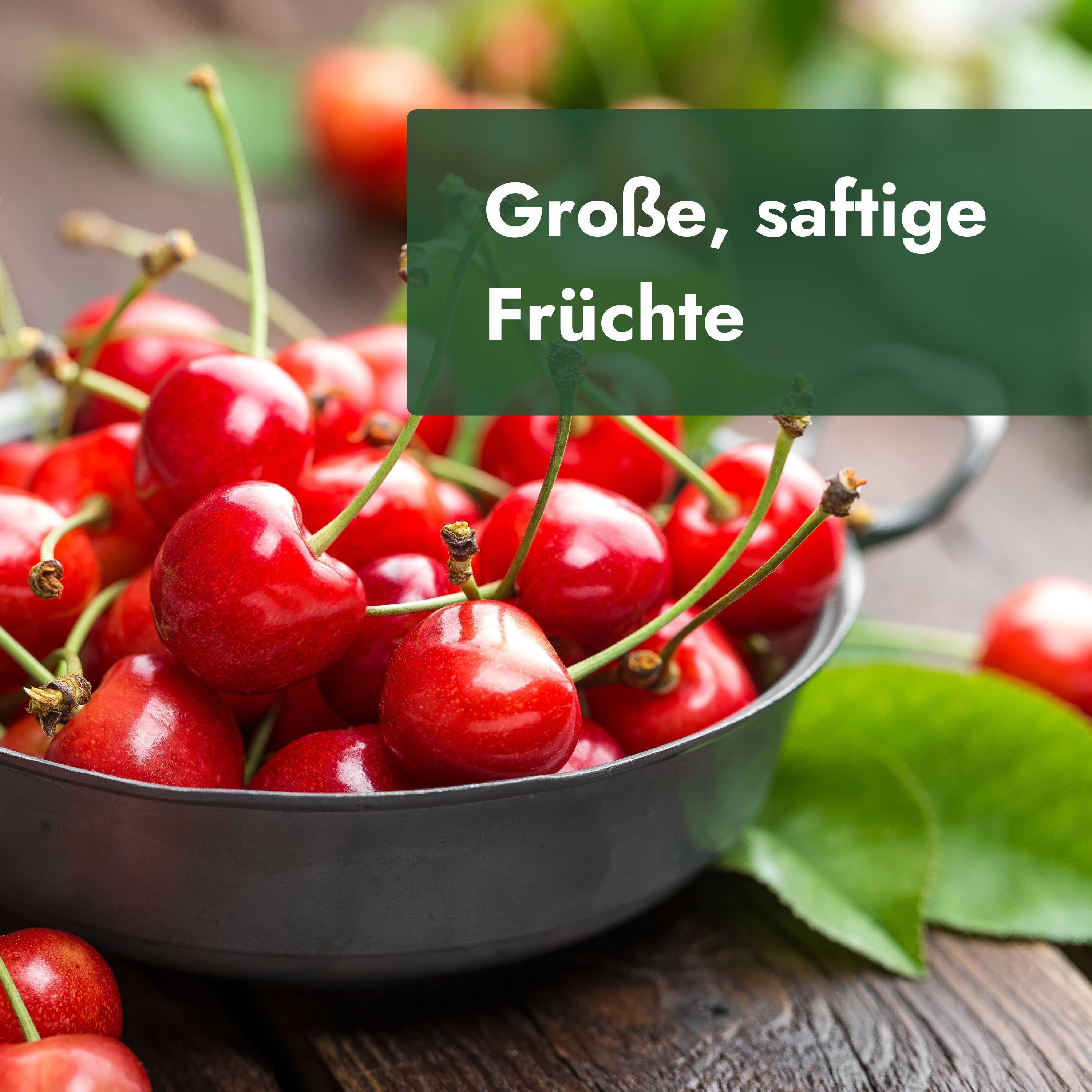 Meine Orangerie Obstpflanze Zwergobst Stämmchen - diverse Sorten, mehrjähriger Obstbaum, winterhartes Zwergobstbäumchen für Garten, Balkon oder Terrasse