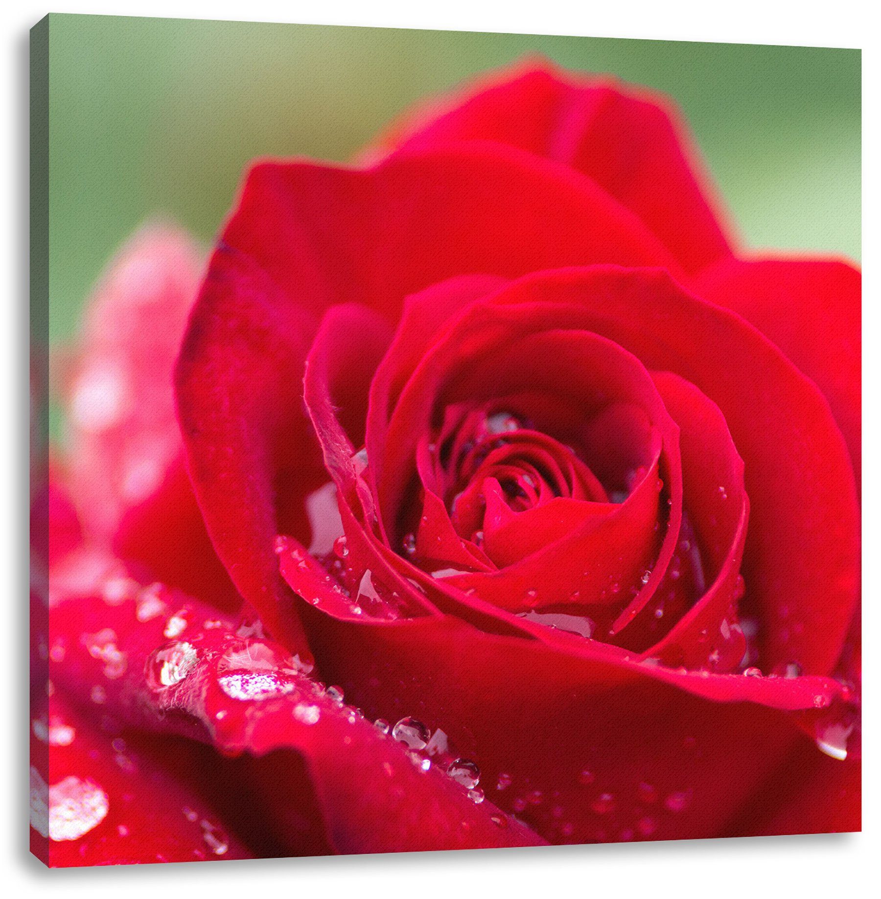 Rose mit Pixxprint (1 Rose fertig Leinwandbild St), Wassertropfen, Leinwandbild mit Zackenaufhänger bespannt, inkl. Wassertropfen