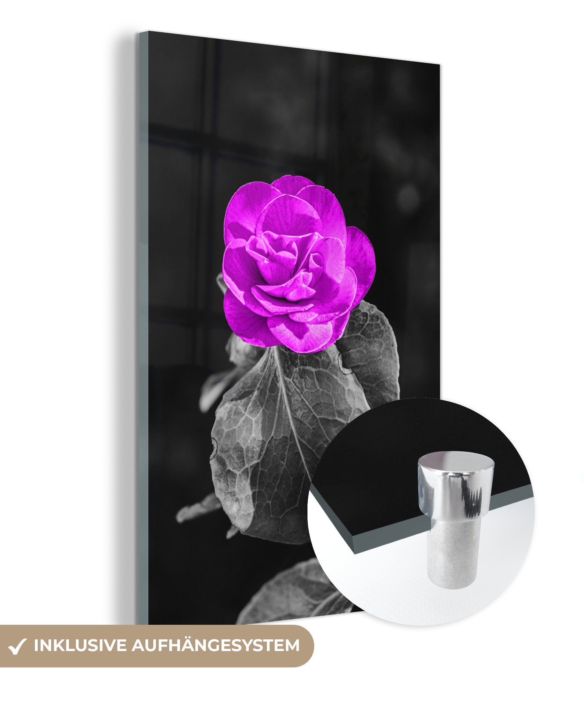 MuchoWow Acrylglasbild Blumen - Rose - Lila - Schwarz - Weiß, (1 St), Glasbilder - Bilder auf Glas Wandbild - Foto auf Glas - Wanddekoration bunt