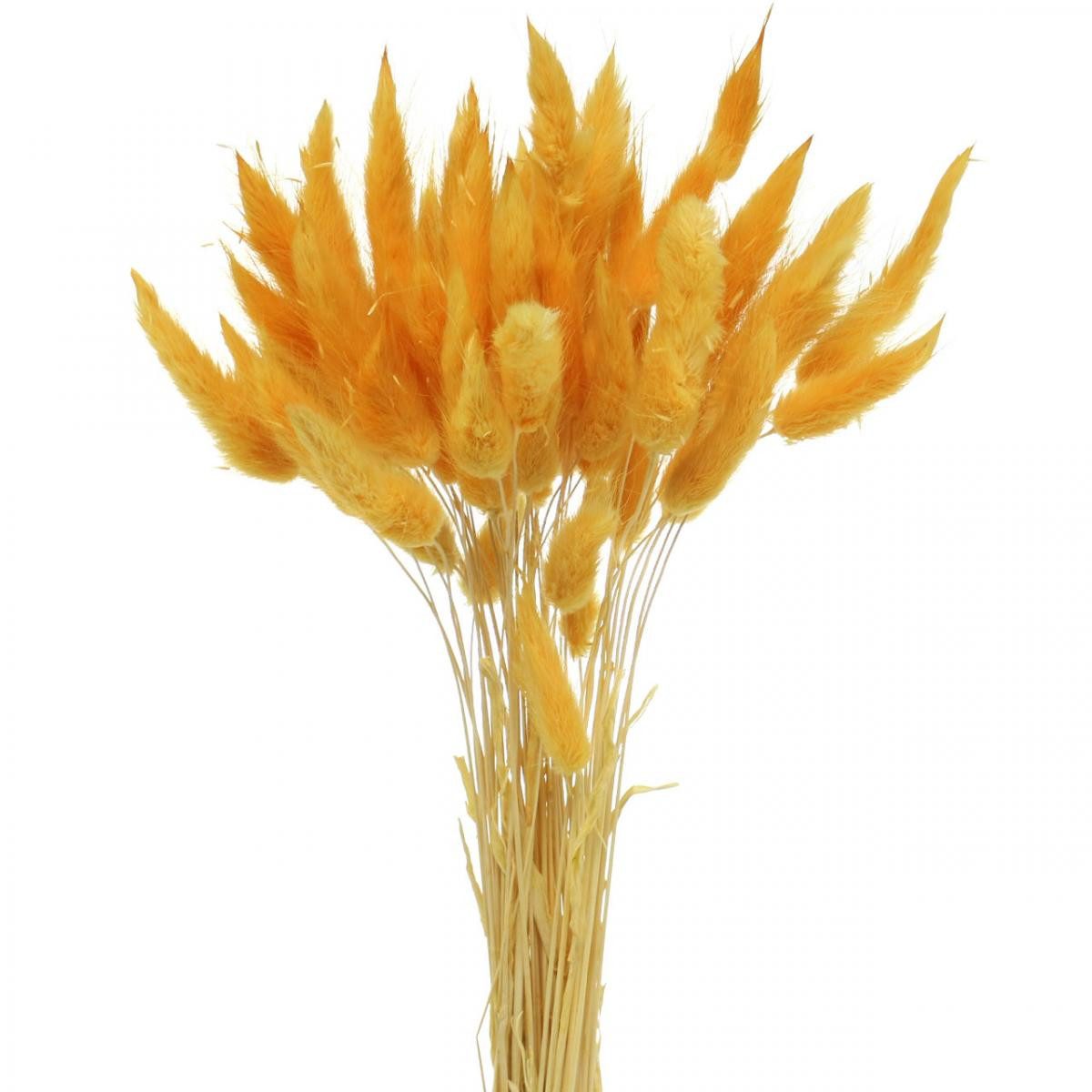 Trockenblume Lagurus Gelb, Dekogras, Hasenschwanz-Gras, Trockenblumen, Florists Products, Höhe 27.5 cm