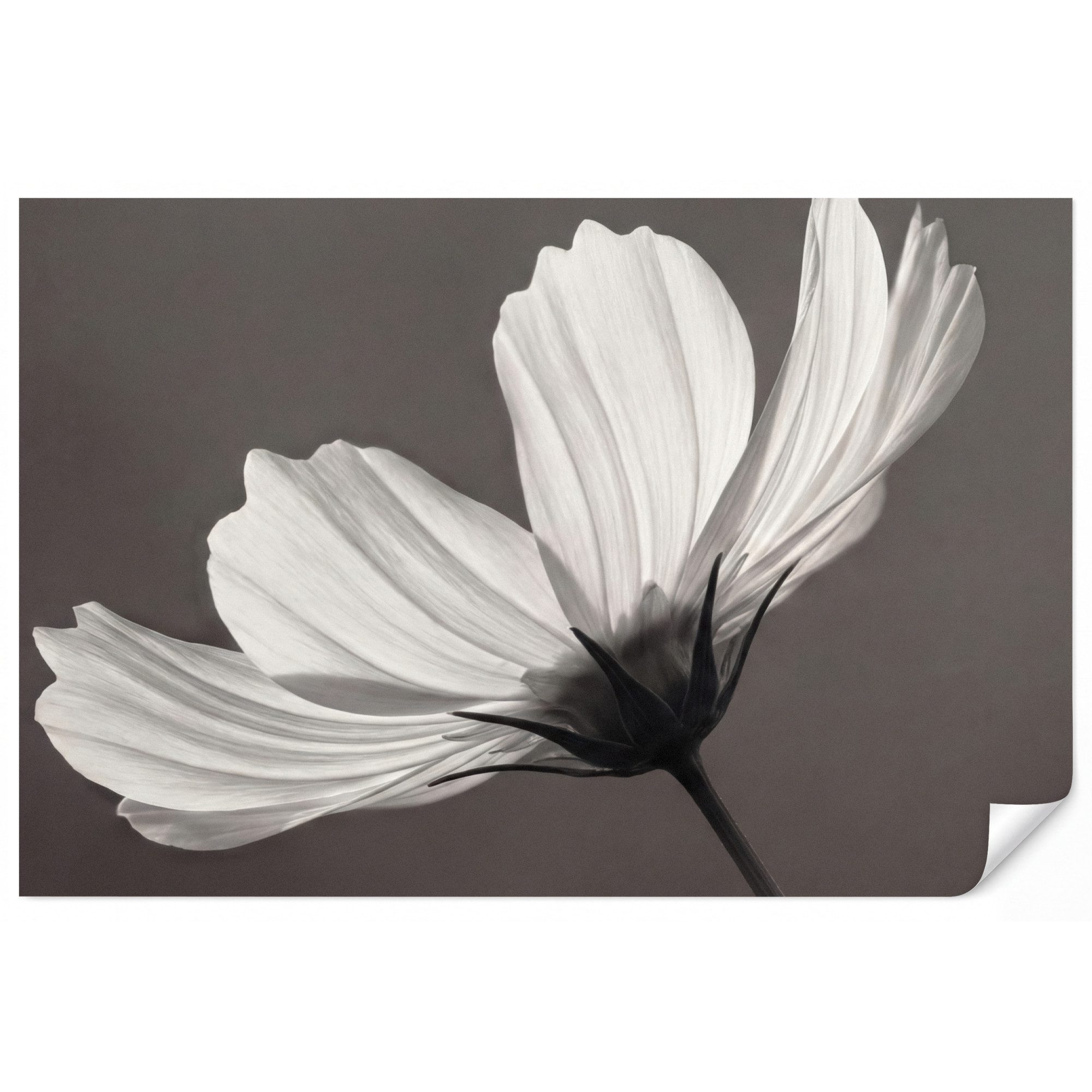 OnlyWow Fototapete Blume - Minimalistisch - Schwarz - Weiß, Matt, bedruckt, Wohnzimmer, Modern, bedruckt, Vinyl Tapete 100x70cm
