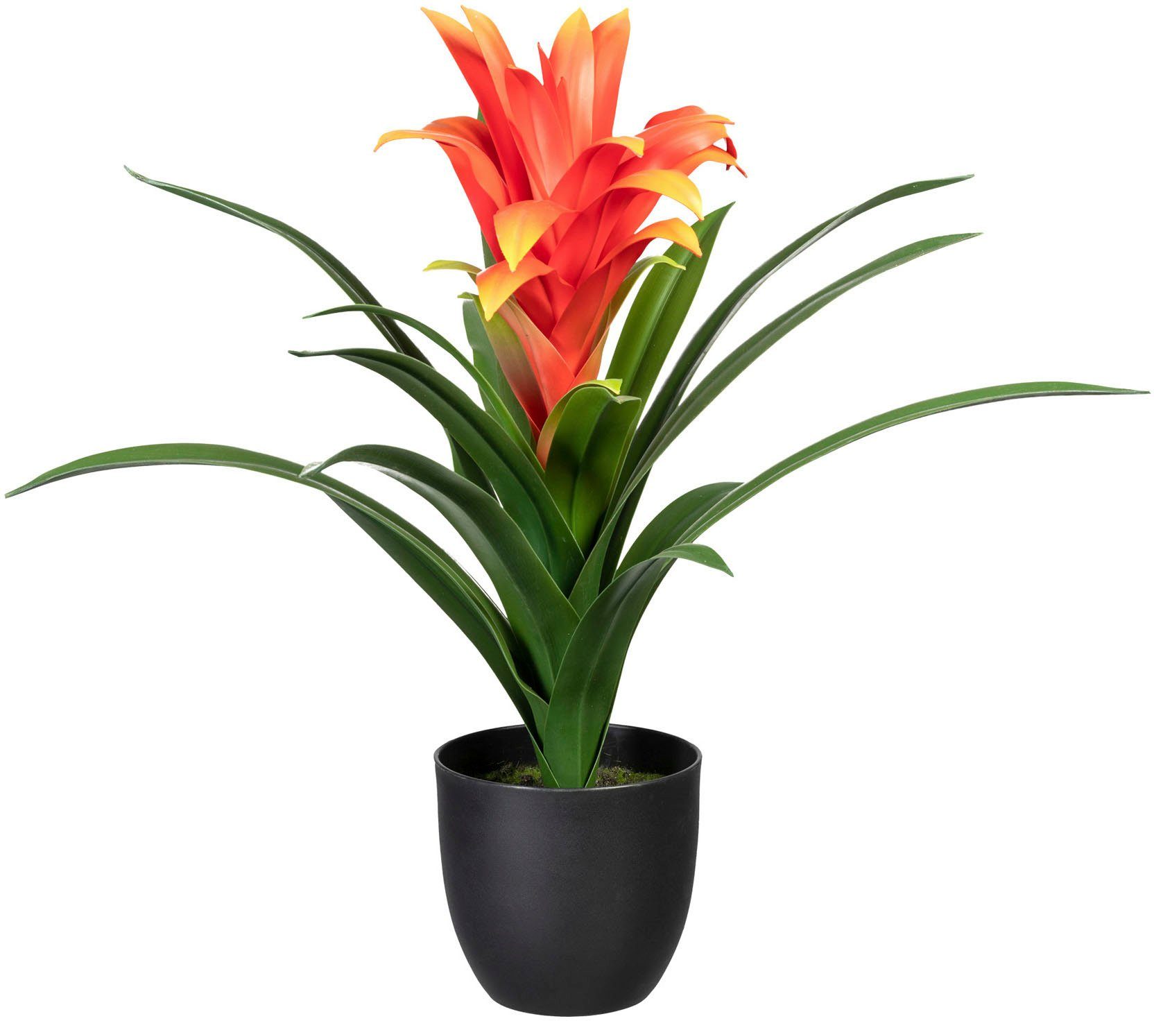 guzmania Höhe cm 60 Zimmerpflanze Bromelia green, Künstliche Creativ Bromelia guzmania,