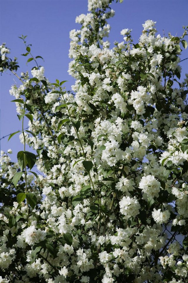Pflanzen für Dich Gehölze Philadelphus Virginal, 1 St., Virginal-Jasmin, Pfeifenstrauch, Falscher Jasmin