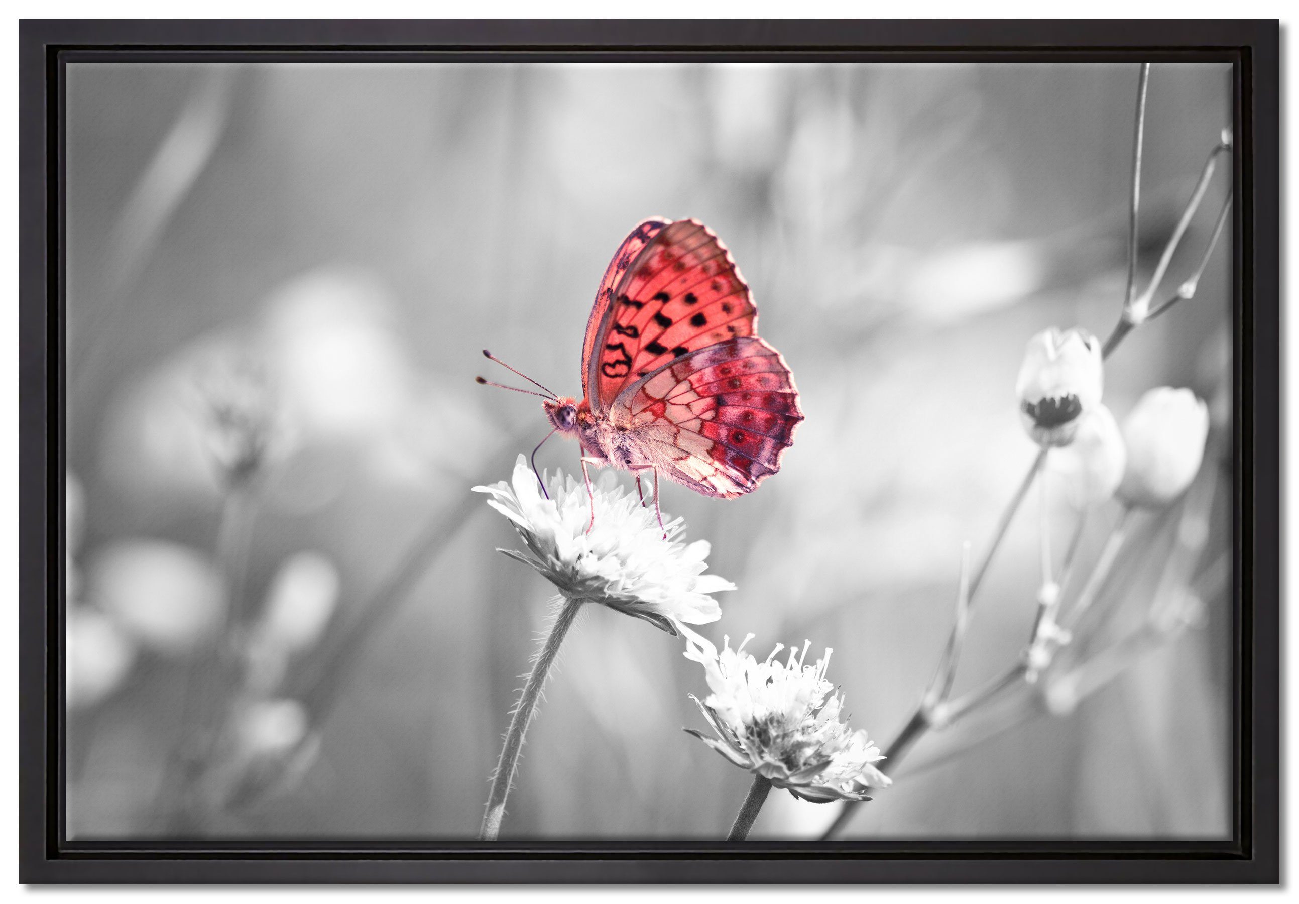 Leinwandbild Schmetterling gefasst, Zackenaufhänger auf Wanddekoration fertig Schattenfugen-Bilderrahmen St), inkl. in Blüte, Pixxprint einem bespannt, Leinwandbild (1