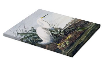 Posterlounge Leinwandbild John James Audubon, Schneereiher oder Weißer Egrat, Vintage Malerei