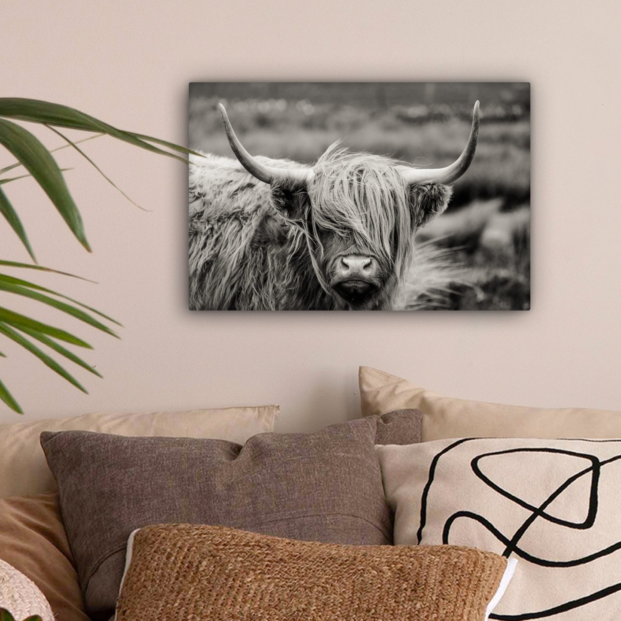 OneMillionCanvasses® Leinwandbild Schottischer Highlander - Kuh - Tiere - S günstig online kaufen