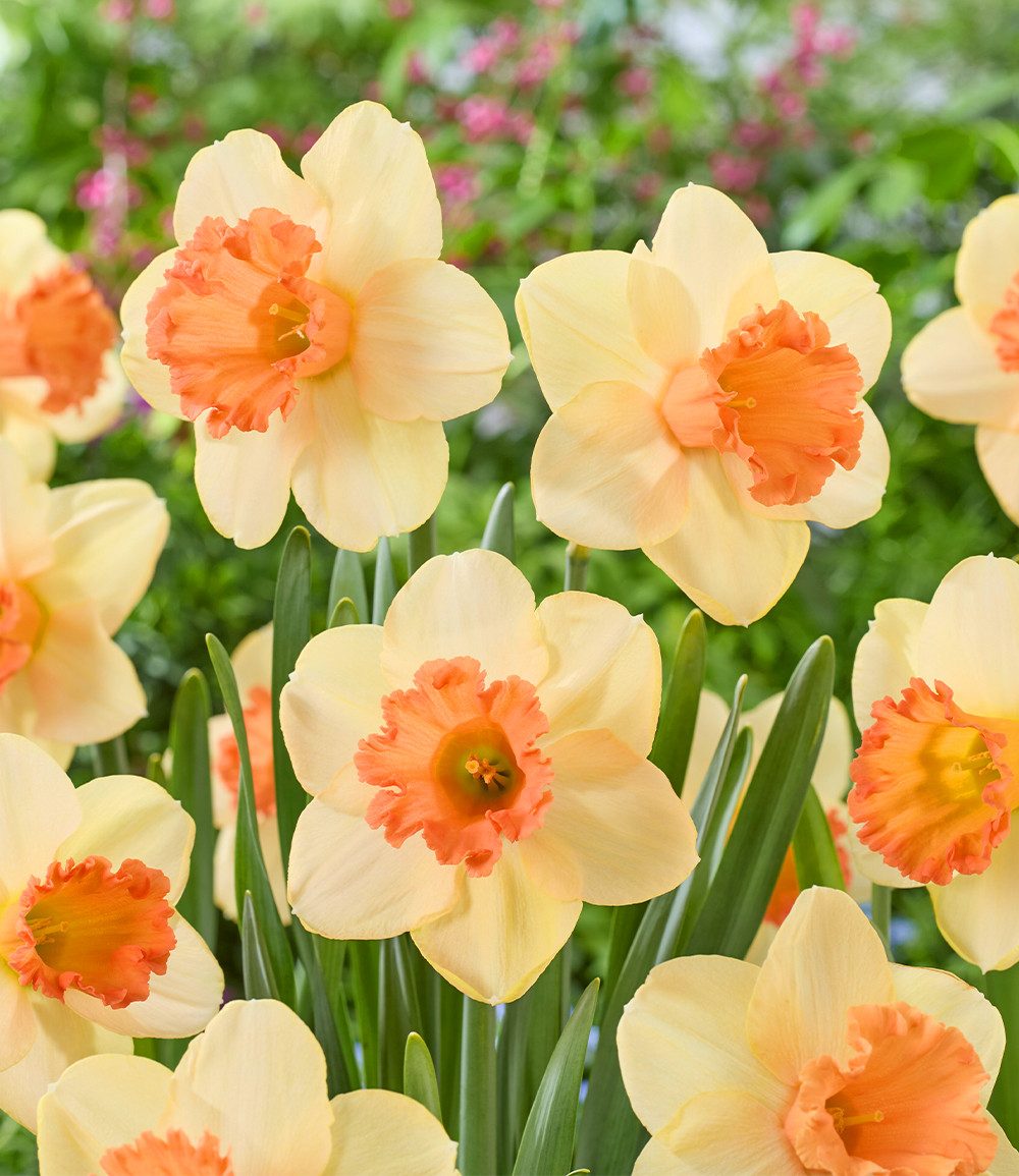 BALDUR Garten Blumenzwiebeln Narzisse 'Fulfillment', Osterglocke, winterhart, kontrastreiche Blüten, duftend, pflegeleicht