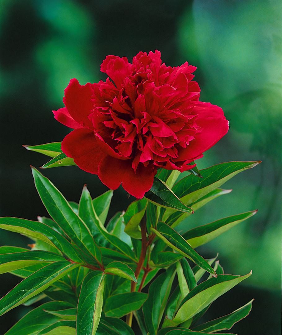 Pflanzen für Dich Staude Paeonia lact. Louis van Houtte, 1 St., Edel-Pfingstrose, Chinesische Pfingstrose