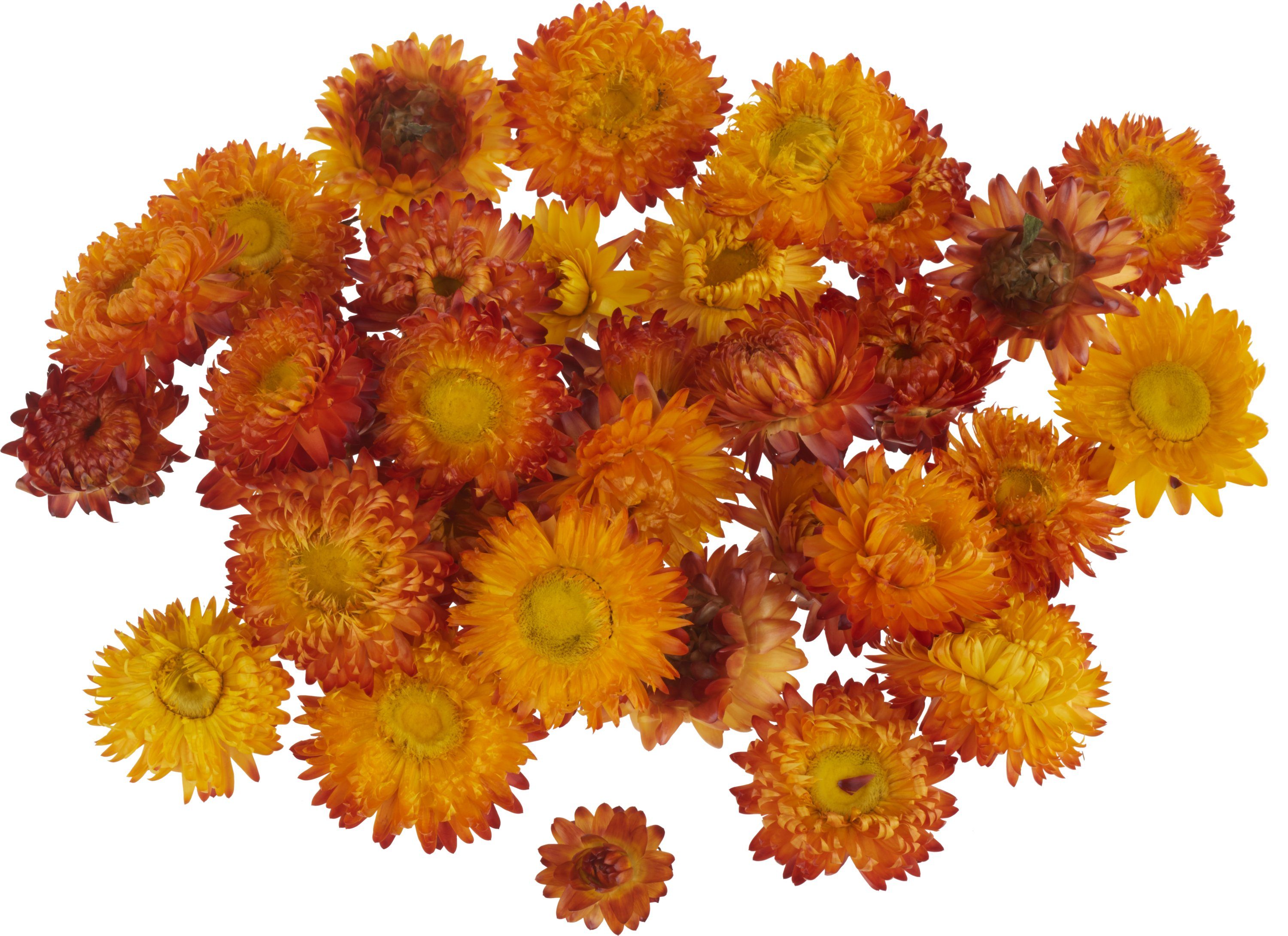 Box, - 20 Orange in VBS, Kunstpflanze g 30 Strohblumenköpfe