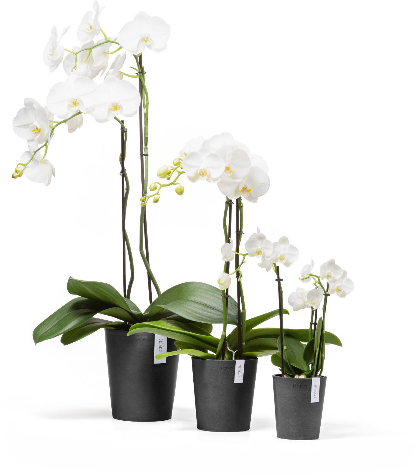 ECOPOTS Blumentopf Morinda, ØxH: 14,2x16 cm günstig online kaufen