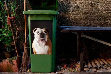 MuchoWow Wandsticker Bulldogge - Englisch - Zähne (1 St), Mülleimer-aufkleber, Mülltonne, Sticker, Container, Abfalbehälter
