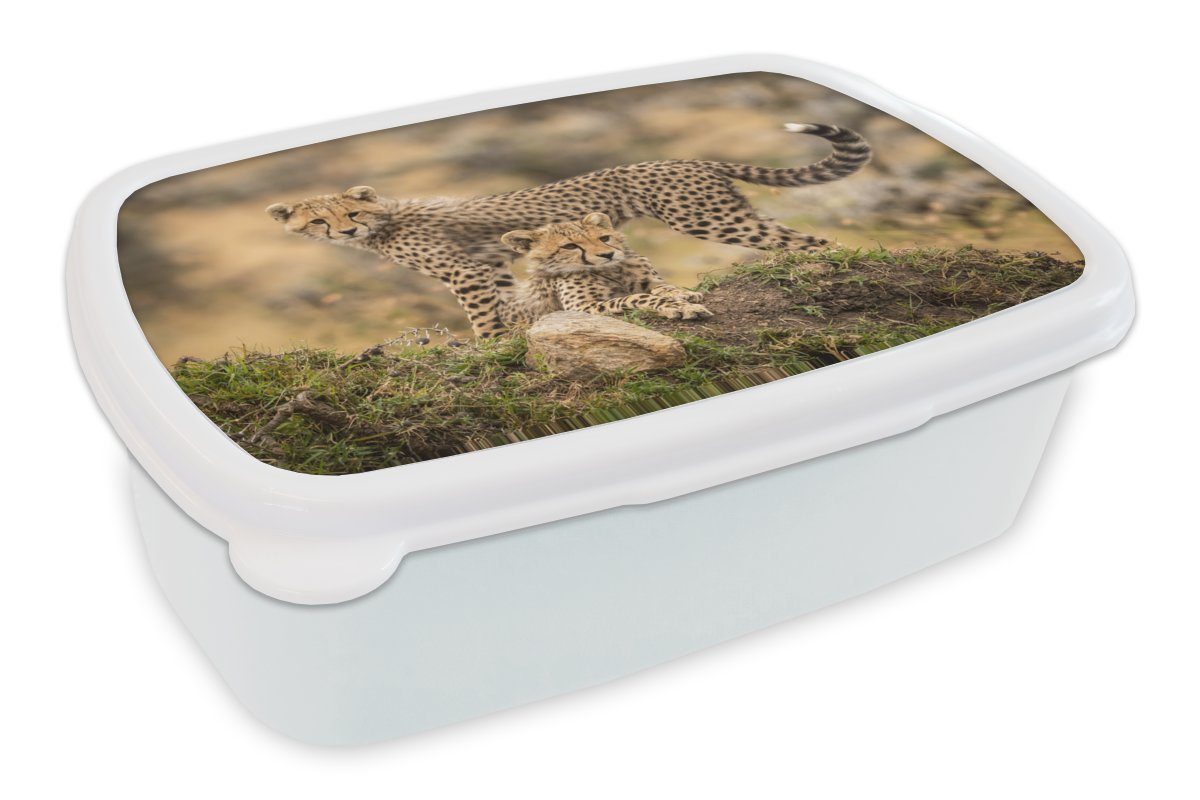 MuchoWow Lunchbox Leopard - Jungtier - Natur, Kunststoff, (2-tlg), Brotbox für Kinder und Erwachsene, Brotdose, für Jungs und Mädchen weiß