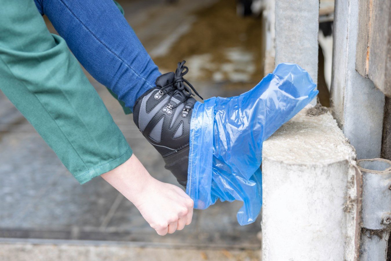 Kerbl Schuhüberzieher Einmalüberschuhe mit Gummizug halbhoch, 400 x 290 mm blau transparent (Stück, 100) sicheren Sitz