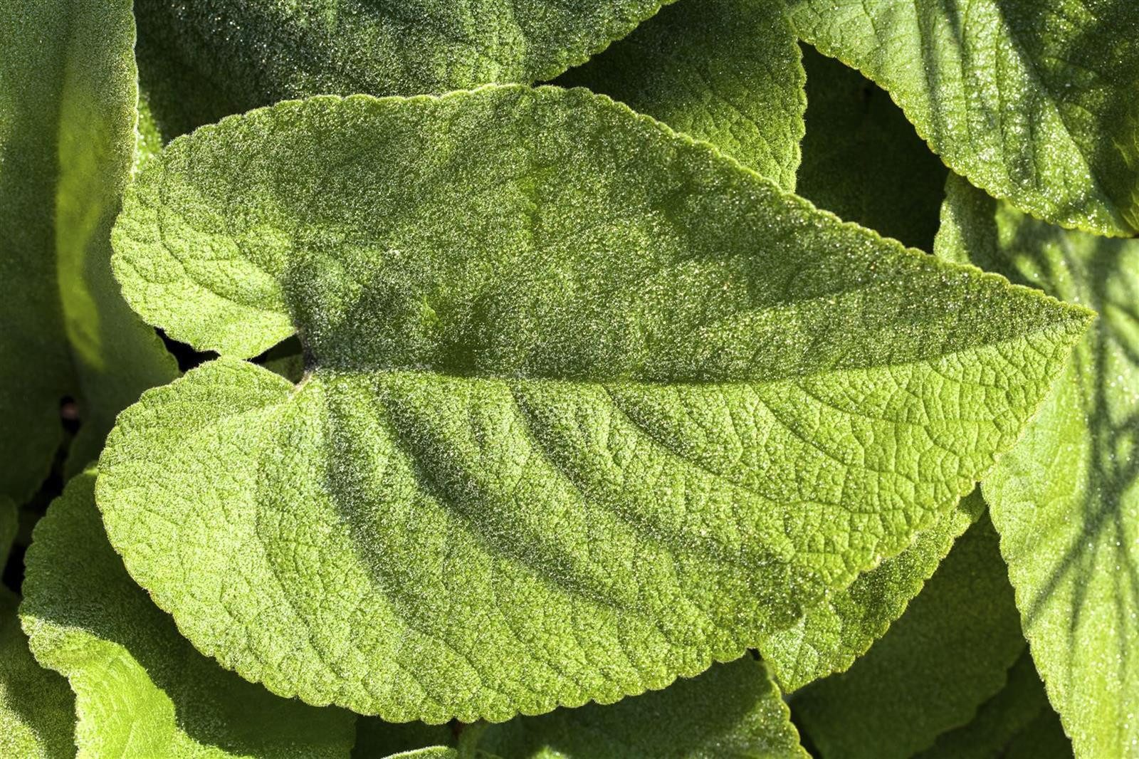 Pflanzen für Dich Staude Brunnera macrophylla, 1 St., Kaukasus-Vergissmeinnicht, Großblättriges Kaukasusvergissmeinnicht