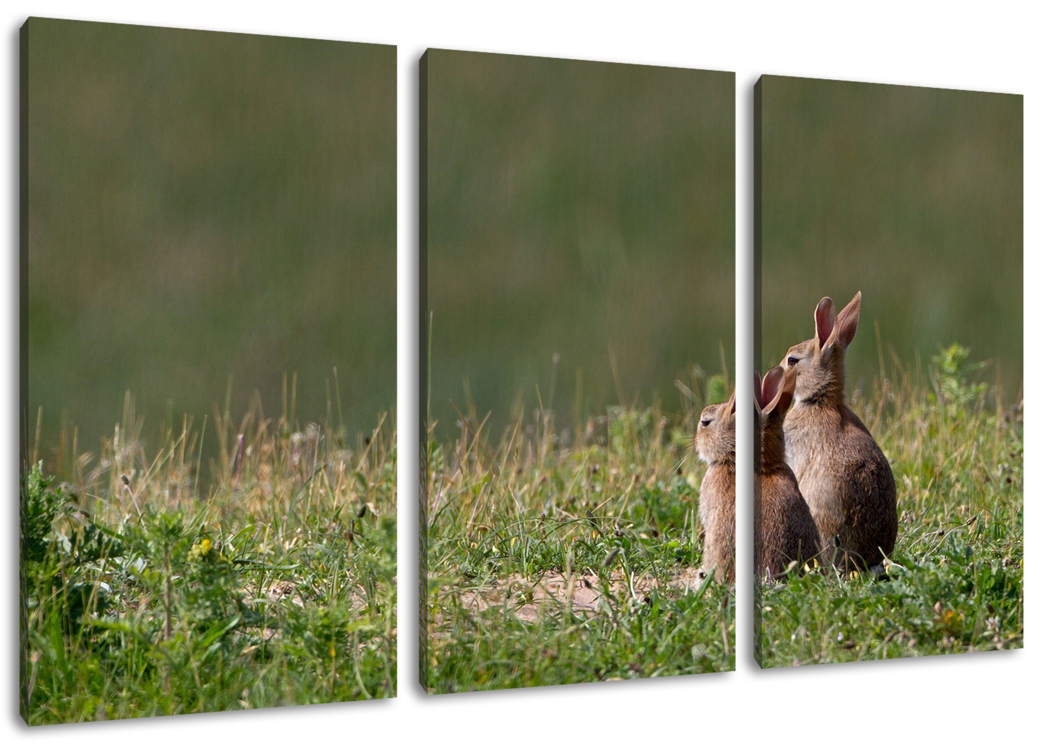 Pixxprint Leinwandbild zwei Häschen auf Frühlingswiese, zwei Häschen auf Frühlingswiese 3Teiler (120x80cm) (1 St), Leinwandbild fertig bespannt, inkl. Zackenaufhänger