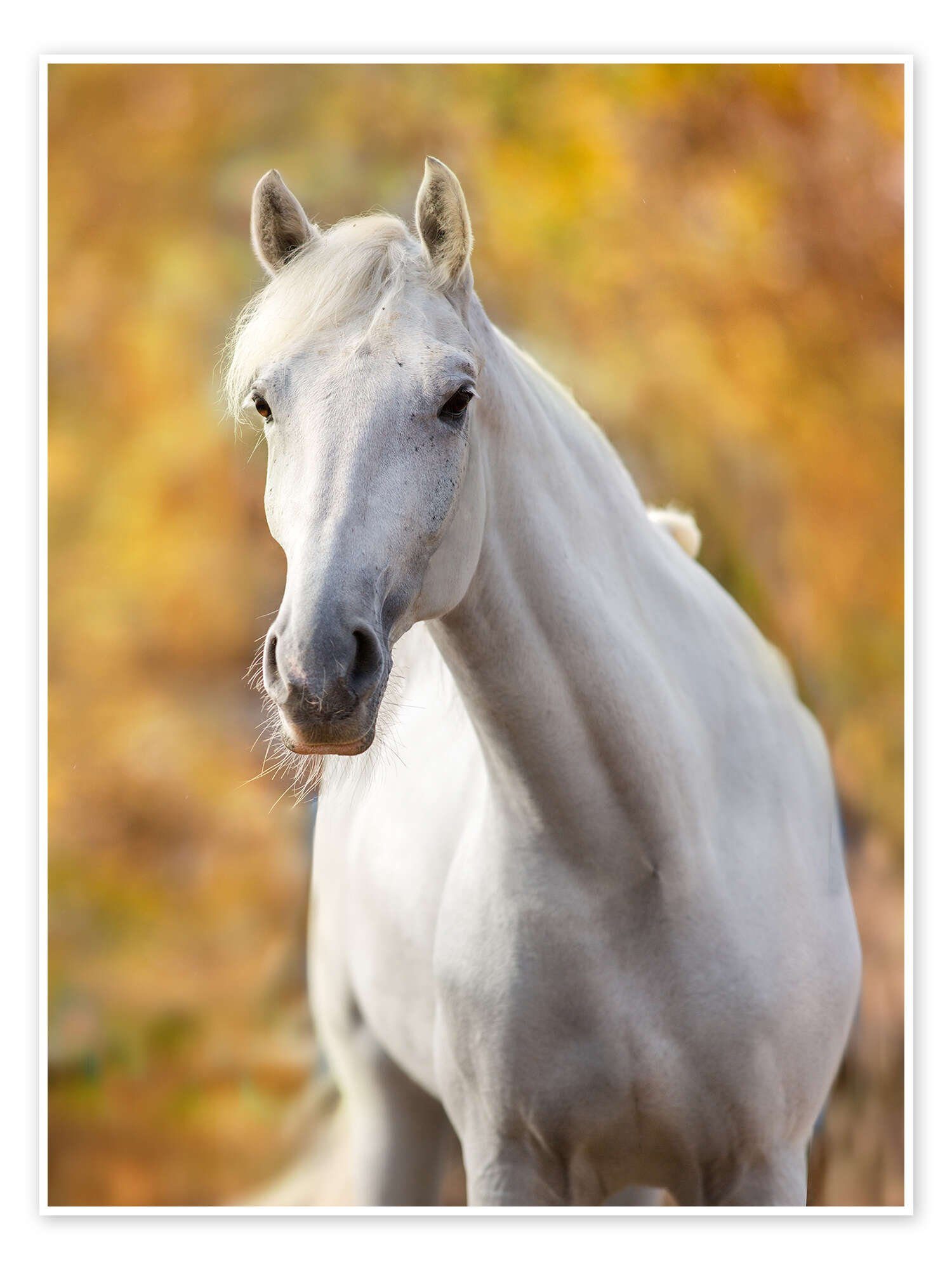 Poster Editors Choice