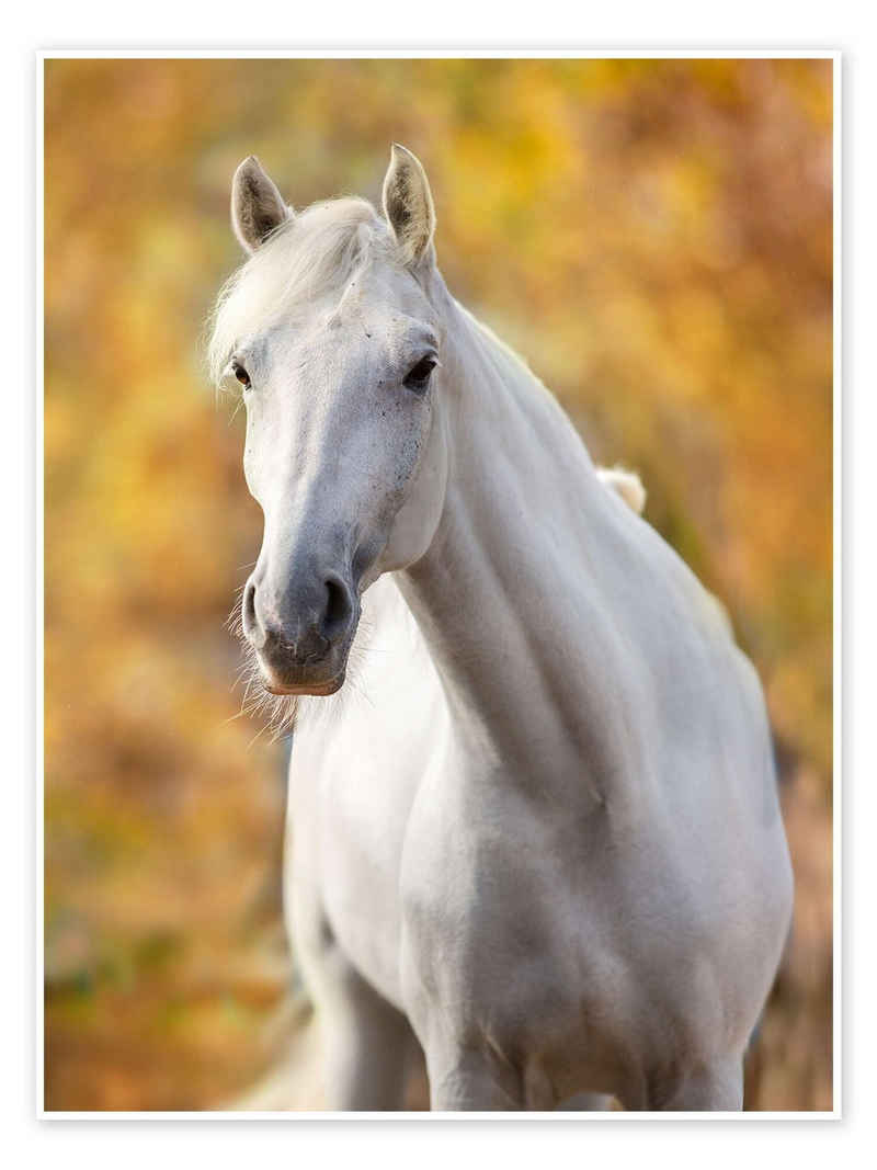 Posterlounge Poster Editors Choice, Weißes Pferd im Herbstlaub, Fotografie