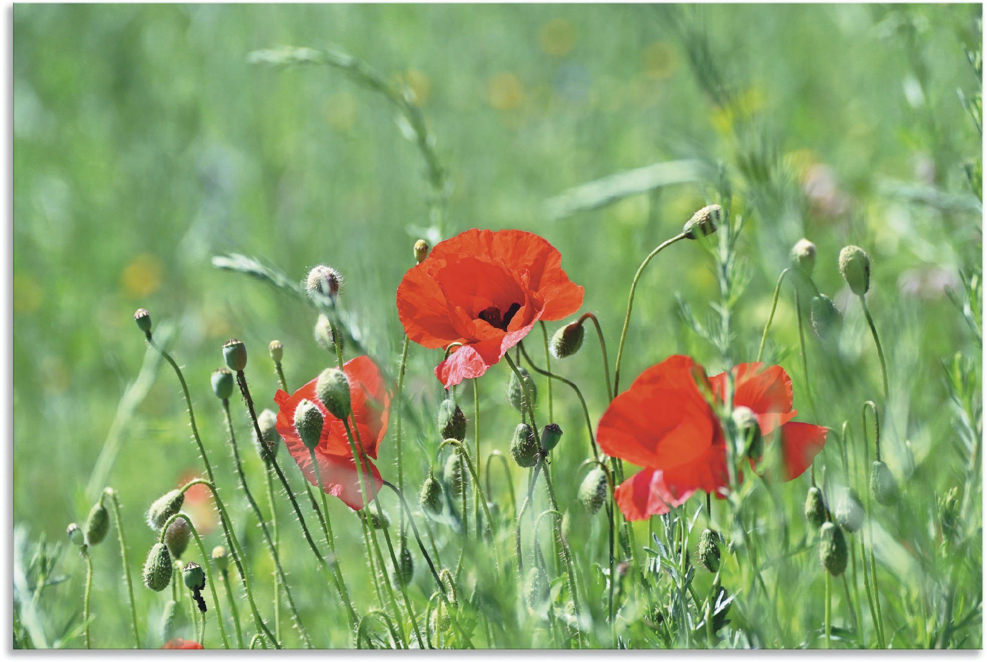 Leinwandbild, Größen St), Wandbild Gras, oder Mohnblumen in Blumenbilder (1 Poster Wandaufkleber als Artland versch. im Alubild,