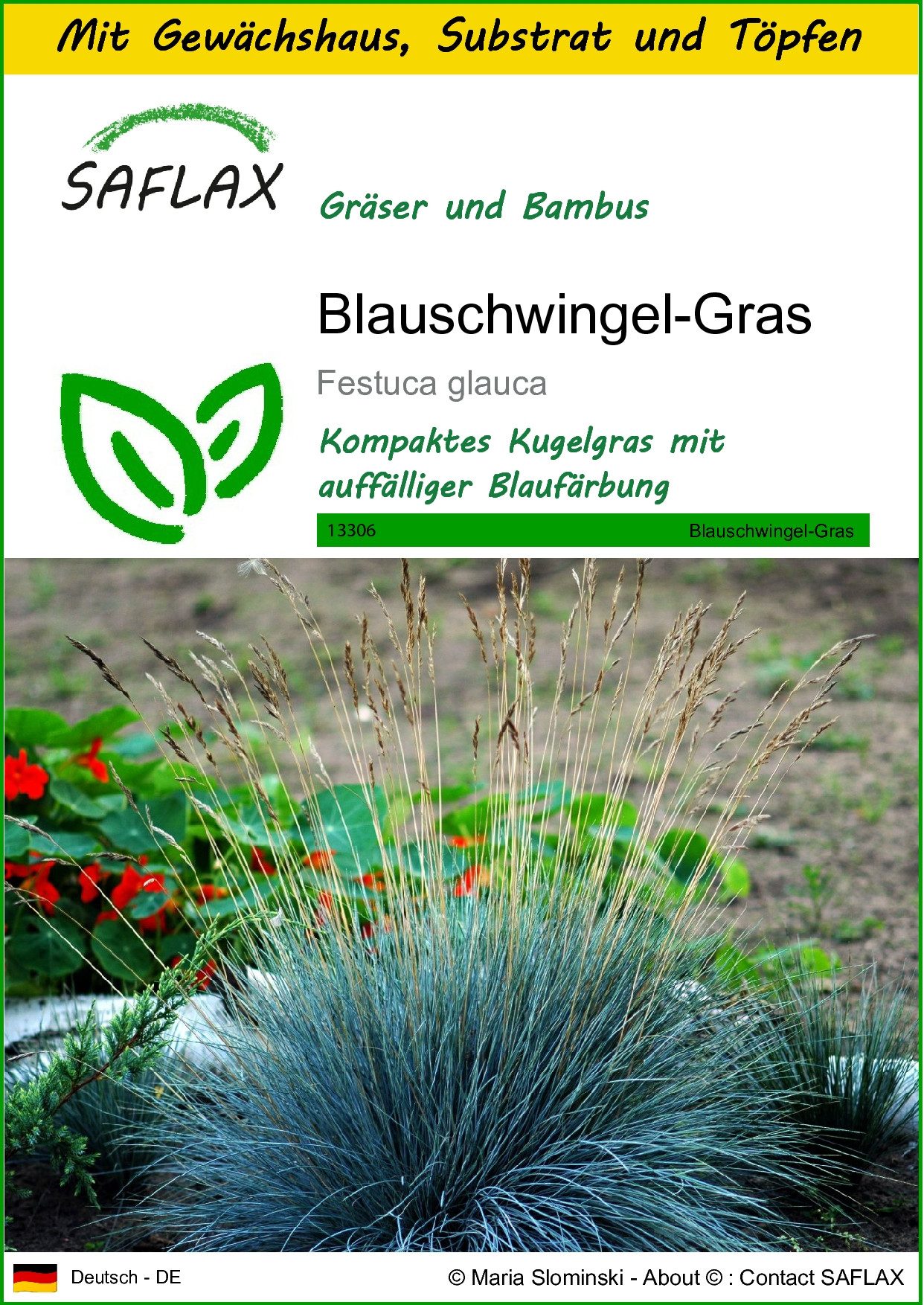 SAFLAX Blumensamen SAFLAX - Anzuchtset - günstig online kaufen