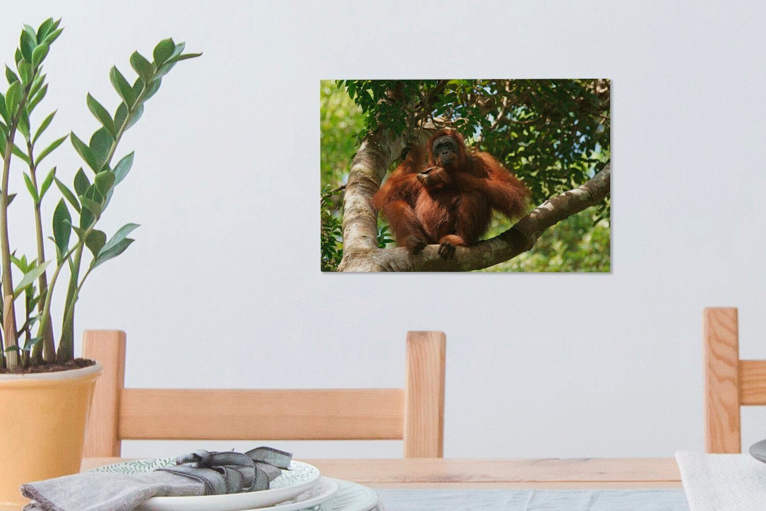 Orang-Utan OneMillionCanvasses® (1 von sitzend in cm Wanddeko, Leinwandbild in St), Puting Tanjung Leinwandbilder, Wandbild 30x20 Borneo, Aufhängefertig, Bäumen den