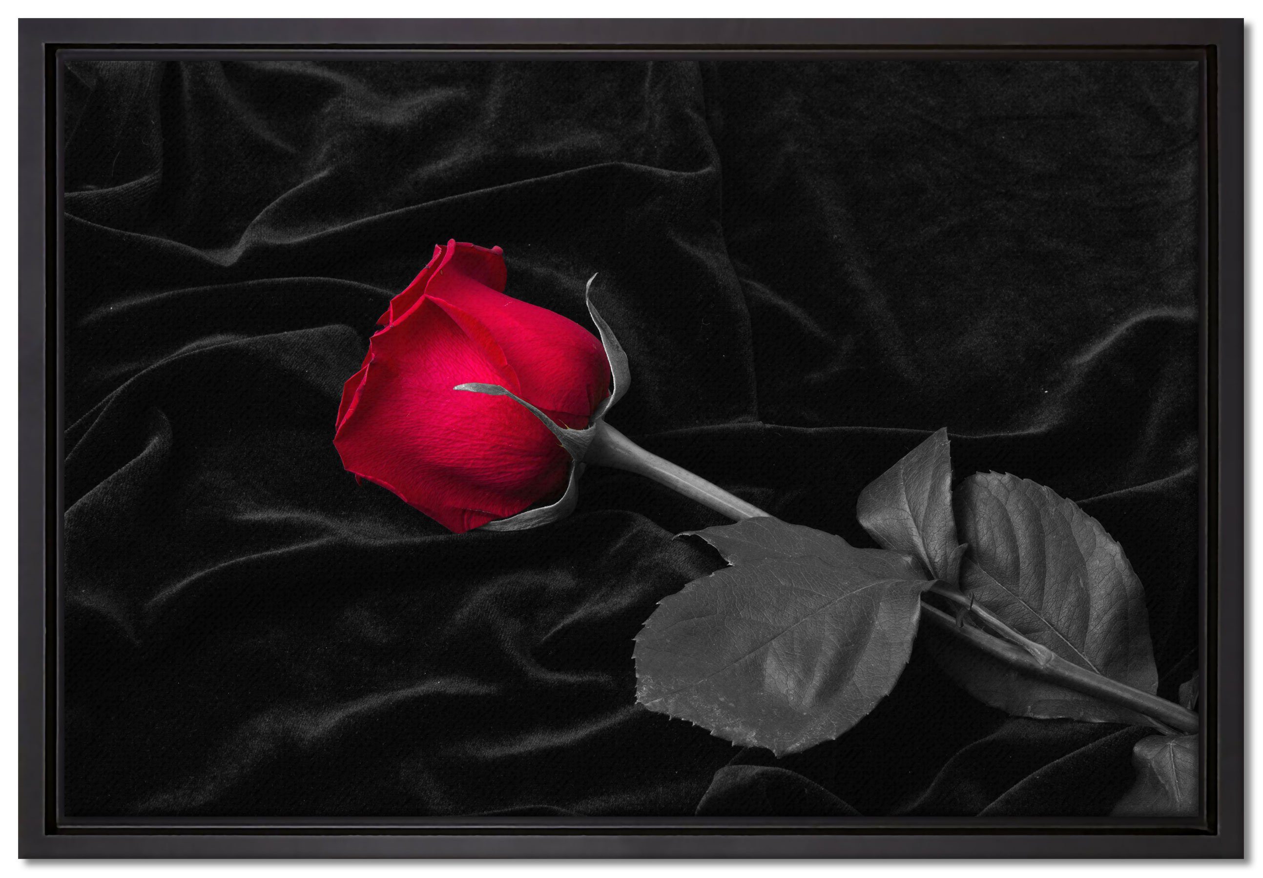 Pixxprint Leinwandbild Rose gebettet auf Samt, Wanddekoration (1 St), Leinwandbild fertig bespannt, in einem Schattenfugen-Bilderrahmen gefasst, inkl. Zackenaufhänger