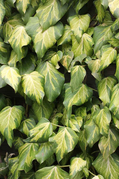 BCM Kletterpflanze »Efeu 'Dentata Variegata'«, Höhe: 40-60 cm, 1 Pflanze