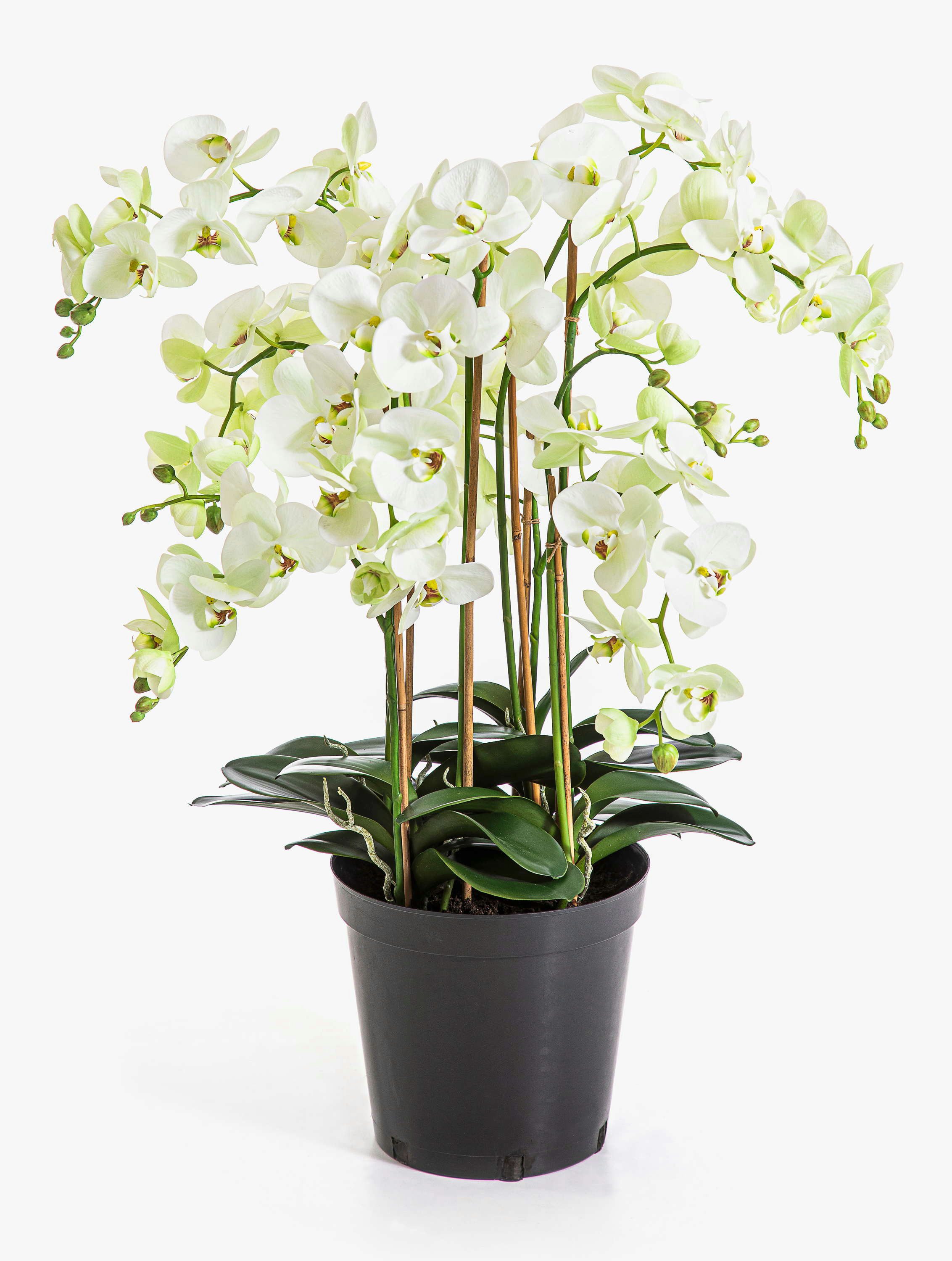 Kunstorchidee Künstliche Orchidee FINEA im Dekotopf, Creme, 85cm Orchidee (Orchidee phalaenopsis), artplants, Höhe 85.0 cm