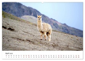 CALVENDO Wandkalender Lamas und Alpakas - Die weichen Neuweltkamele. (Premium, hochwertiger DIN A2 Wandkalender 2023, Kunstdruck in Hochglanz)