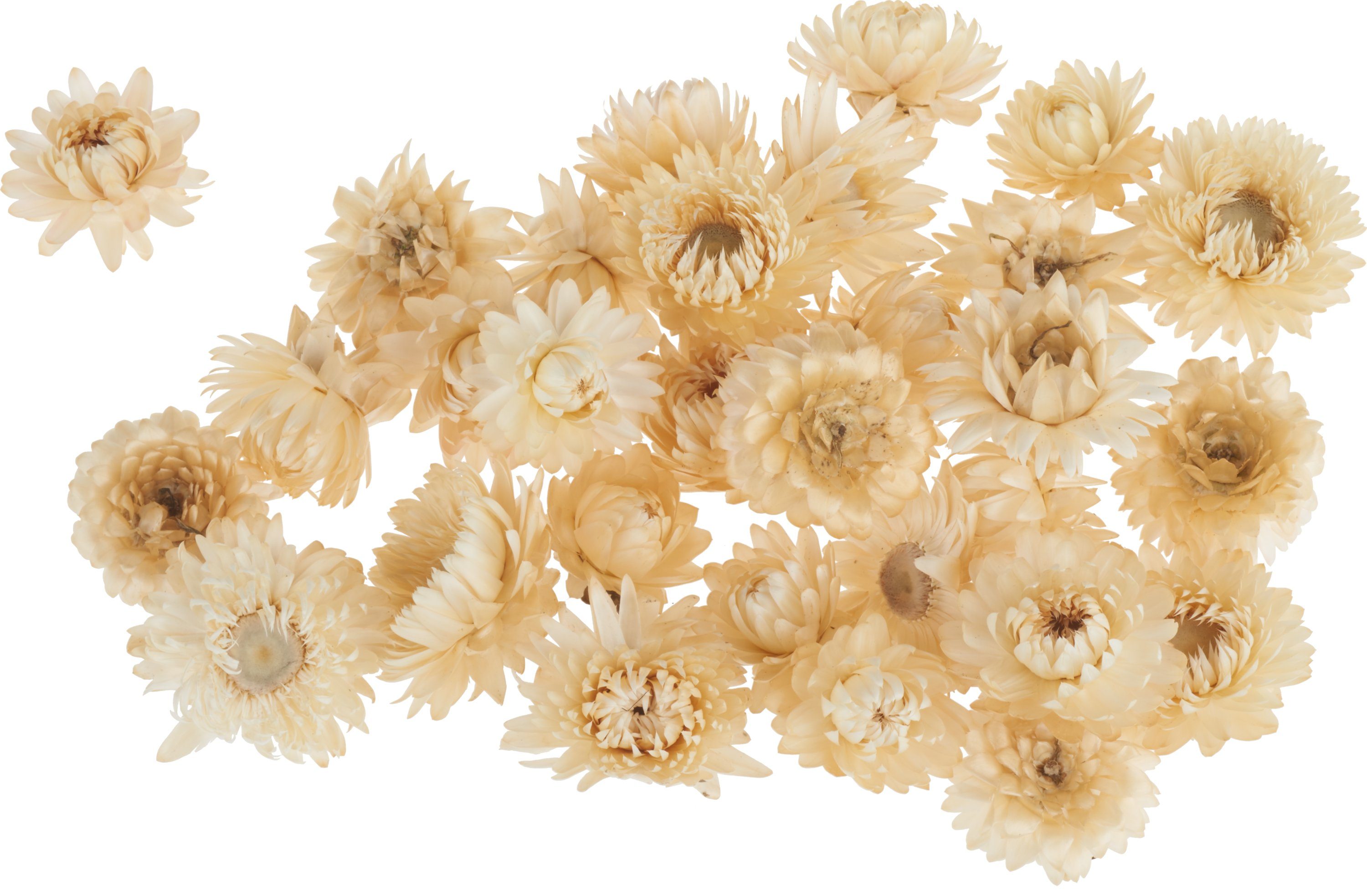 Kunstpflanze Strohblumenköpfe in Box, VBS, 20 - 30 g Creme