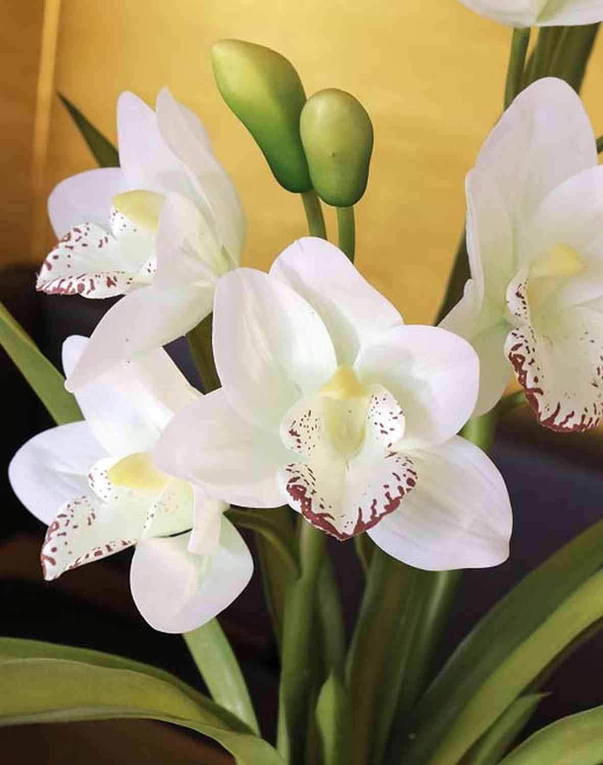 Kunstorchidee Cymbidium NALA im Keramiktopf, Creme, 55cm - Orchidee künstlich Orchidee (Orchidee cymbidium), artplants, Höhe 50.0 cm