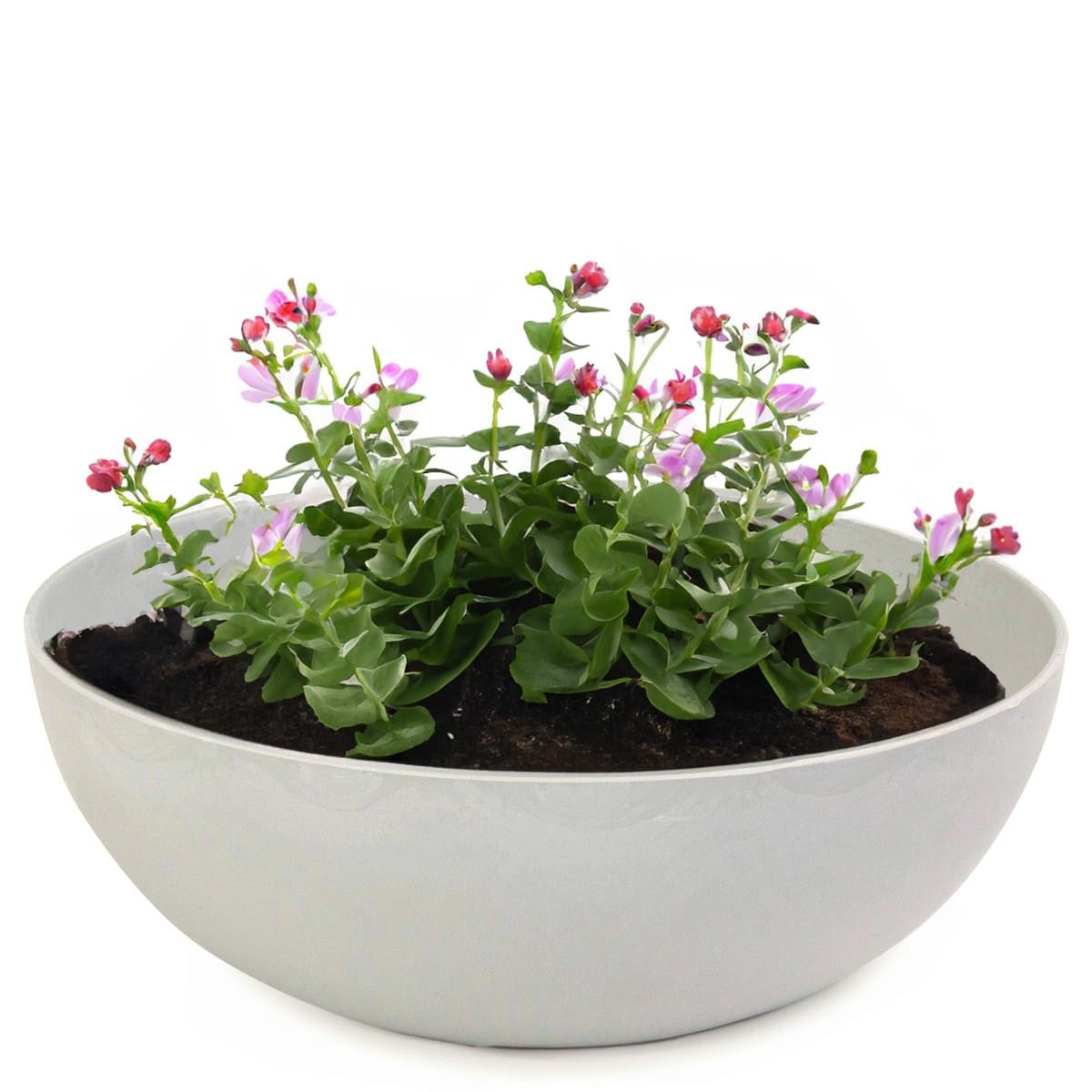 matches21 HOME & HOBBY Blumentopf Pflanzschalen für draussen Dekoschalen ru günstig online kaufen